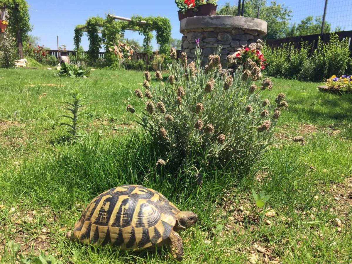 Kuca Za Odmor Joko I Jeka Villa Bogatic Exterior photo